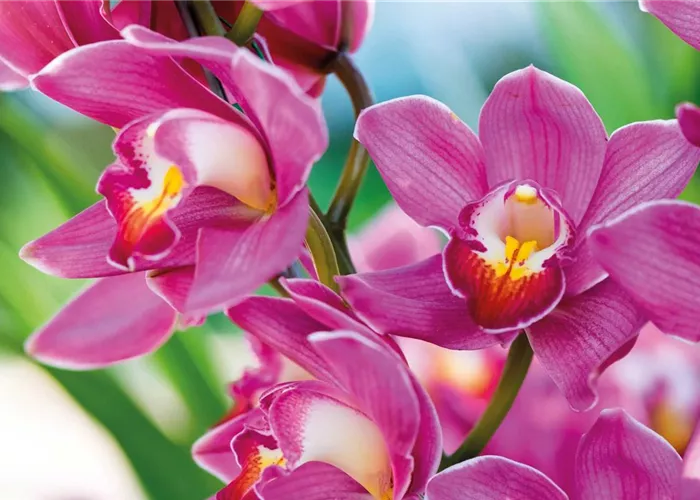 Orchideen.jpg