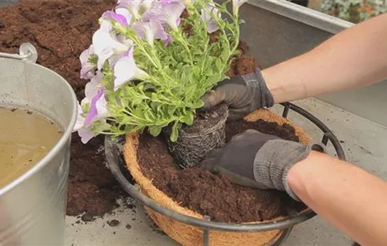 Hanging Basket - Bepflanzen