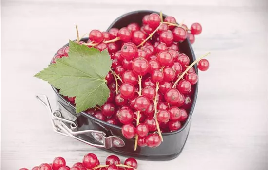 Johannisbeeren im Kübel