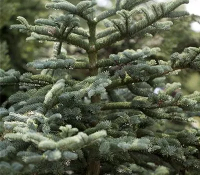 Abies concolor