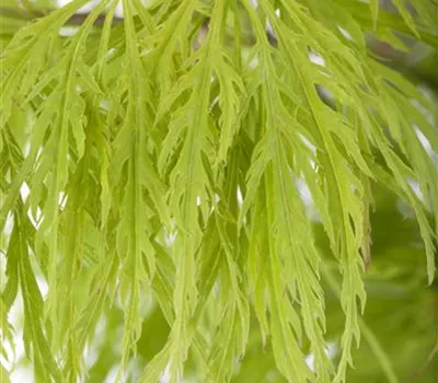 Acer palmatum 'Dissectum'