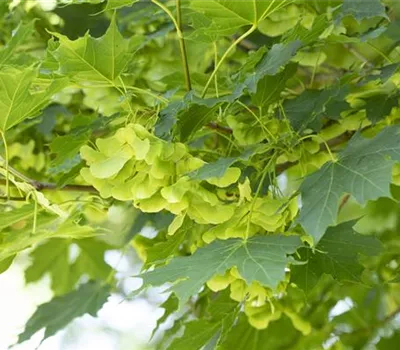 Acer platanoides