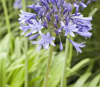 Agapanthus africanus