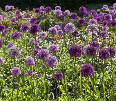 Allium giganteum