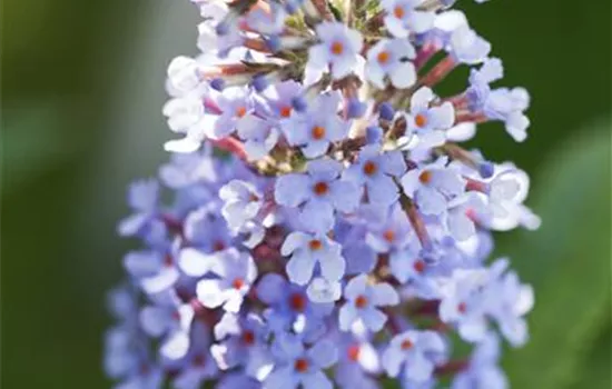 Buddleja BUZZ™