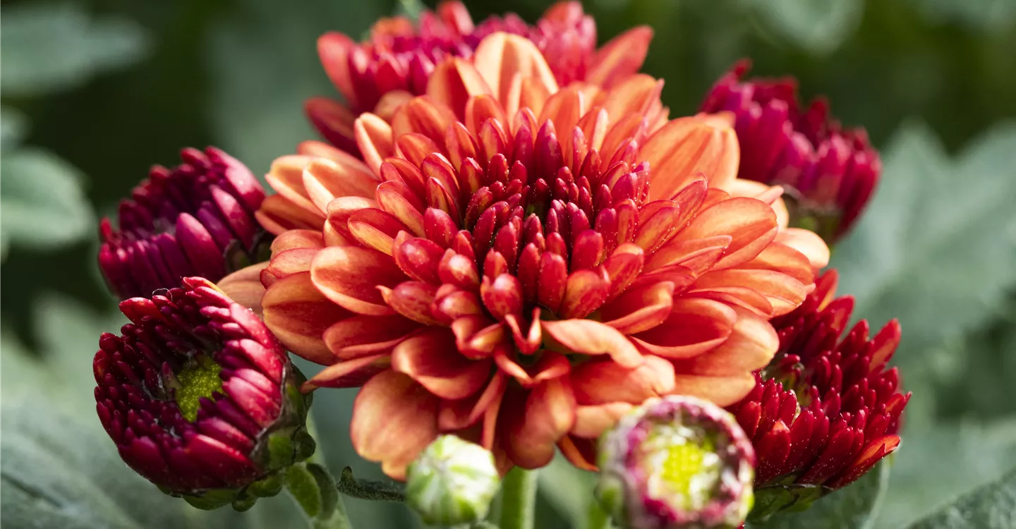 Chrysanthemum multiflora 'Monza Red' (GS594125.jpg)