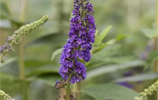 Buddleja davidii 'Empire Blue'