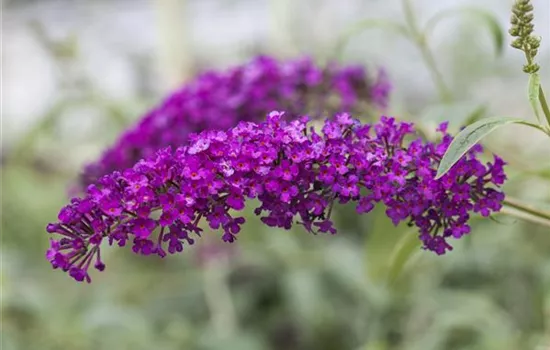 Buddleja davidii 'Royal Red'