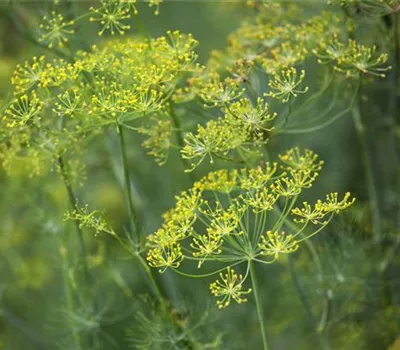 Anethum graveolens