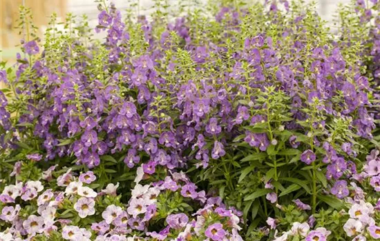 Angelonia hybrid