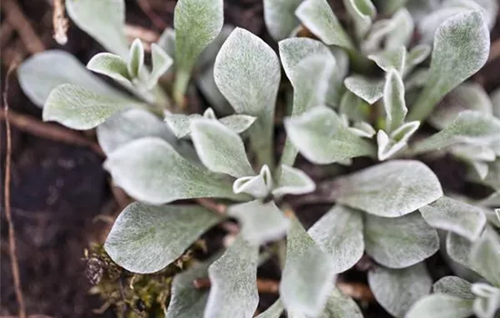 Antennaria dioica