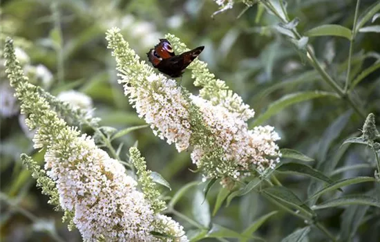 Buddleja davidii 'White Profusion'