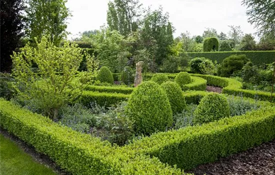 Buxus sempervirens