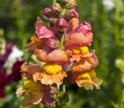 Antirrhinum majus