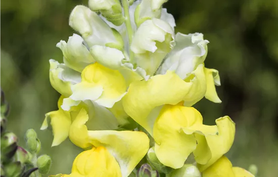 Antirrhinum majus, gelb