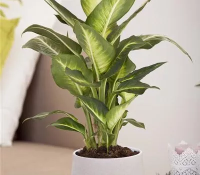 Dieffenbachia maculata