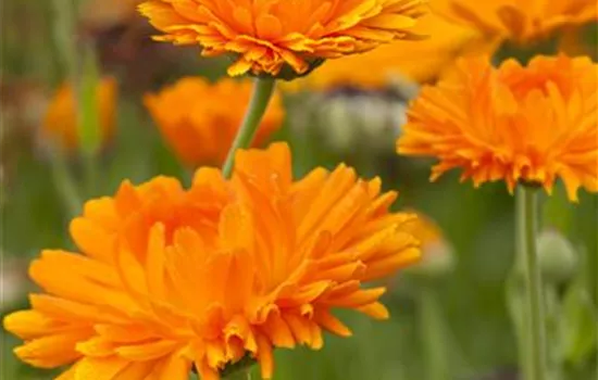 Calendula officinalis