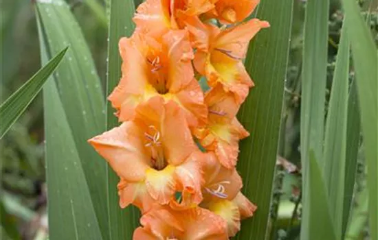 Gladiolus