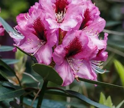 INKARHO® Rhododendron