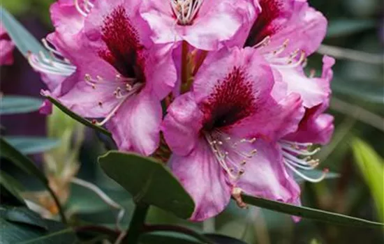 INKARHO® Rhododendron