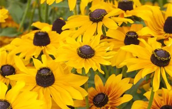 Rudbeckia hirta