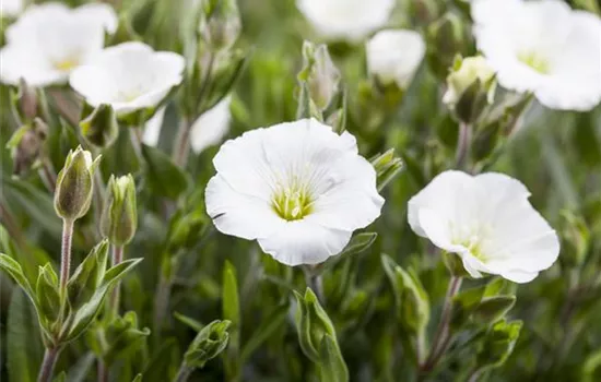 Arenaria montana