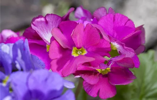 Primula obconica