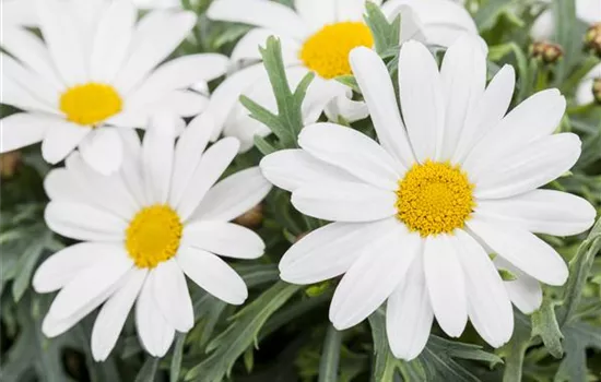 Argyranthemum frutescens, weiß