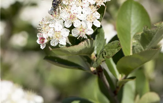 Aronia x prunifolia 'Nero'