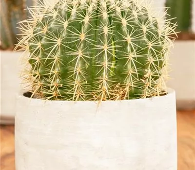 Echinocactus grusonii