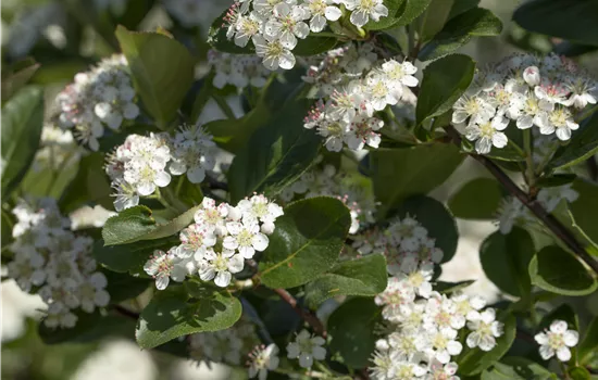 Aronia x prunifolia 'Viking'