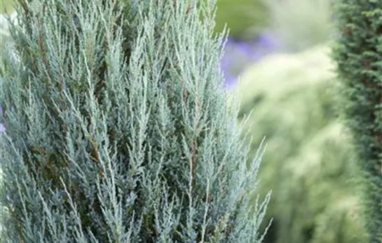 Juniperus virginiana 'Blue Arrow'