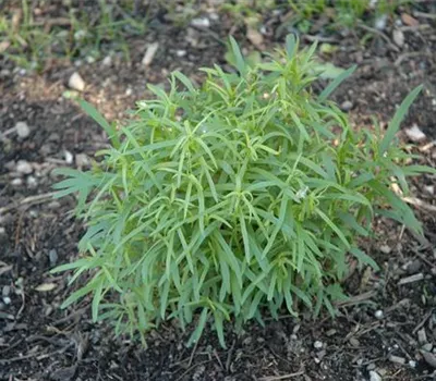 Artemisia dracunculus