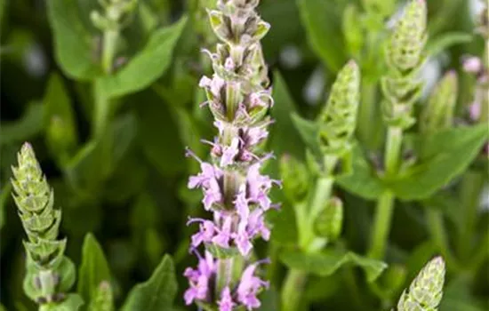 Salvia nemorosa, rosa