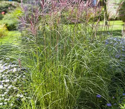 Miscanthus sinensis