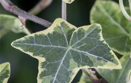 Hedera helix, grün-weiß