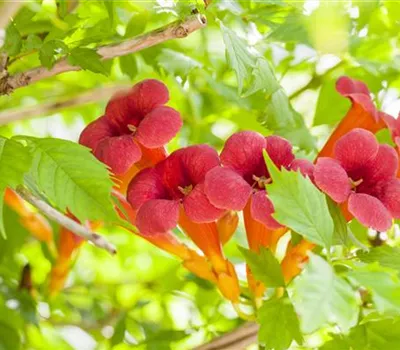 Campsis radicans