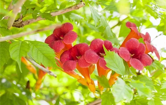 Campsis radicans