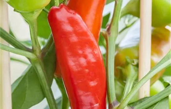 Capsicum annuum Pick & Joy®