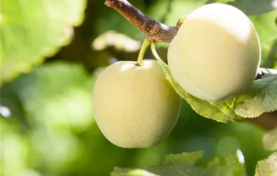 Prunus domestica subsp. syriaca 'Aprimira'