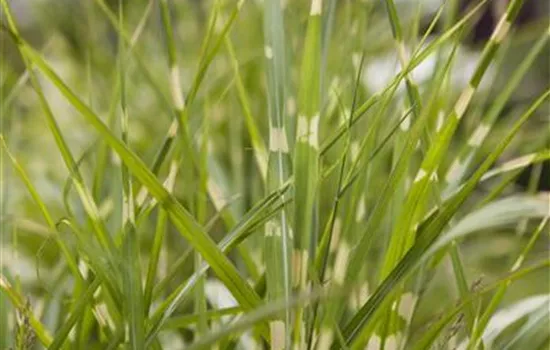 Miscanthus sinensis 'Zebrinus'