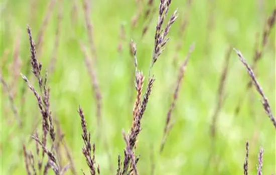 Molinia caerulea