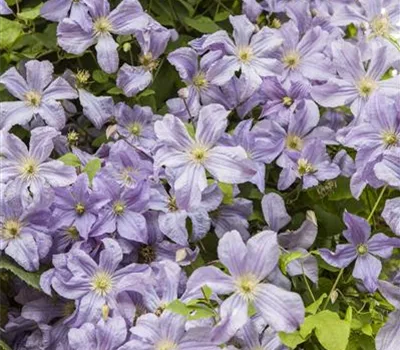 Clematis viticella