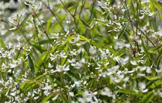 Euphorbia hypericifolia