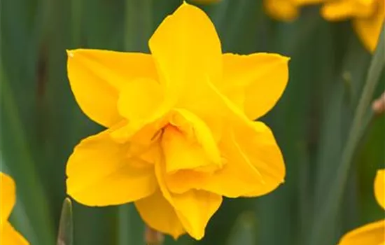 Narcissus Double