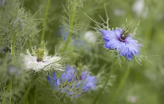 Nigella damascena