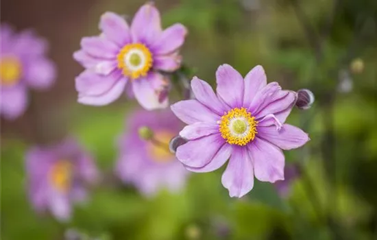 Anemonen bereichern Ihren Garten