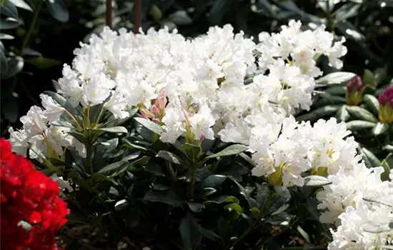 Rhododendron 'Cunningham´s White'