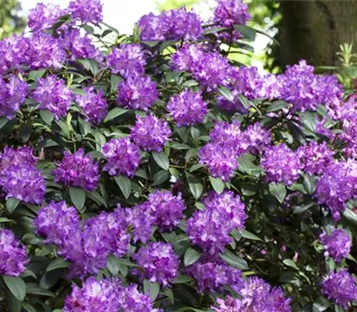 Rhododendron Hybride (großblumig)