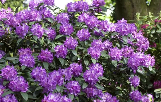 Rhododendron Hybride (großblumig)